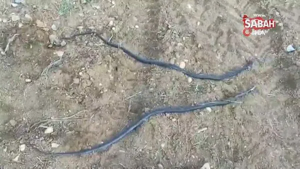 SON DAKİKA: Siirt'te vatandaşları korkutan yılan istilası kamerada | Video