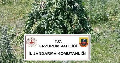 867 kök Hint keneviri ele geçirildi #erzurum