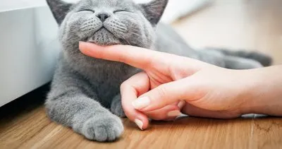 ruyada kedi gormek ne anlama gelir