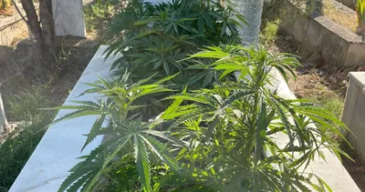 Akıllara durgunluk veren olay! Anneannesi ile dedesinin mezarını kenevir tarlasına çevirdi