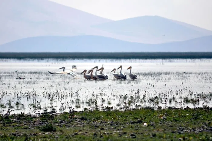 Pelikan ve flamingolar ziyaretçilerini bekliyor