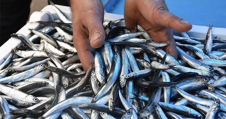Marmara Denizi’nde hamsi, istavrit ve sardalya için dökme avcılık yasak