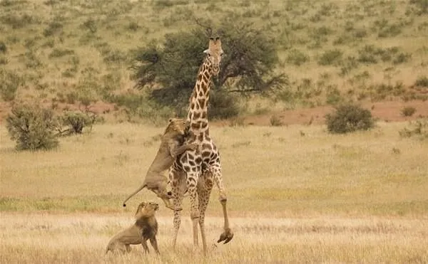 Aslan ailesinin zürafa avı