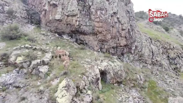 Dağların süsü yaban keçileri Gümüşhane’de böyle görüntülendi | Video