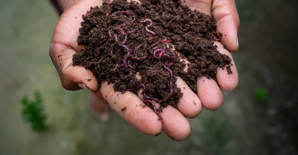 solucan-gubresi-nasil-kullanilir