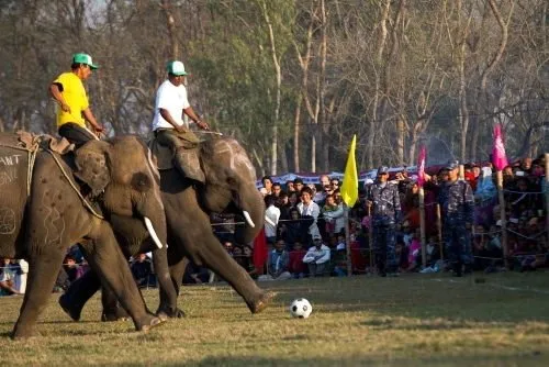 Nepal Uluslararası Fil Festivali