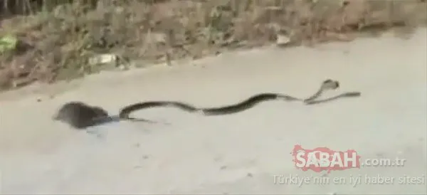 Vahşi doğanın fedakar anneleri