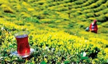 Türkiye’den 9 ayda 115 ülkeye 13,2 milyon dolarlık çay ihracatı