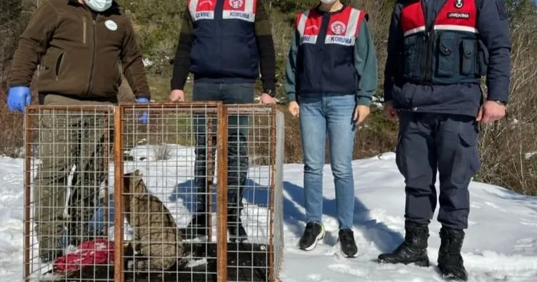 Yaban kedisi doğaya bırakıldı