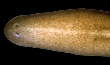 Başını kaybetse bile yeniden çıkartıyor: İşte bilim insanlarını şaşırtan solucan!