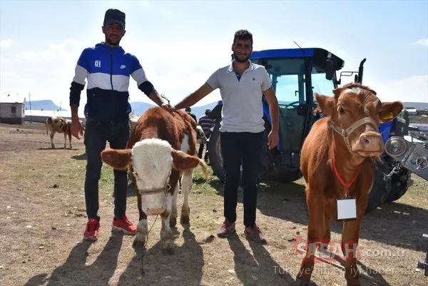 Kars'ta buzağı güzellik yarışması