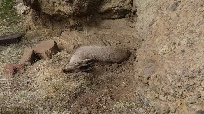 Tunceli’deki yaban keçisi ölümlerinin nedeni veba çıktı