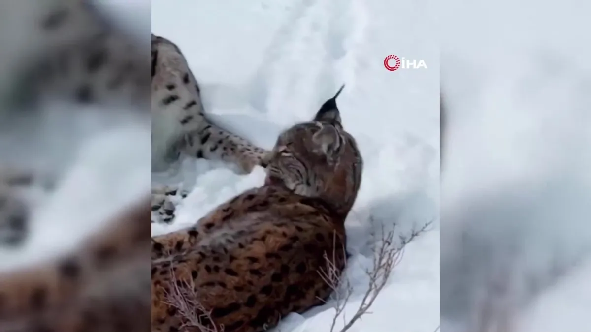 Erzincan’da iki vaşak böyle görüntülendi | Video videosunu izle Erzincan’da iki vaşak böyle görüntülendi | Video videosunu izle