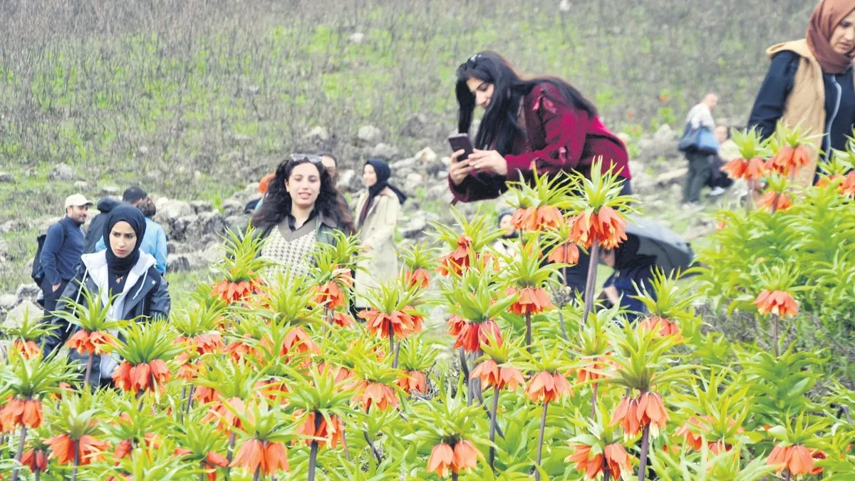 ‘Ağlayan gelinler’ baharı müjdeledi