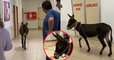 Eşek acil servise girdi: O ilimizde ilginç görüntüler!