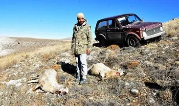 Sivas’ta kurtlar sürüye saldırdı: 37 koyun öldü, 18’i...
