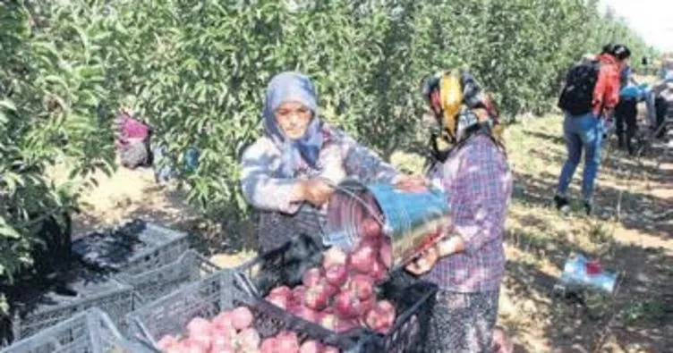 Yeşilköy’de elma hasadı başladı