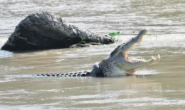 Timsah saldırısına uğrayan kadın öldü