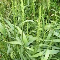 caksir otu faydalari nelerdir ne ise yarar caksir otu nerede yetisir nasil kullanilir saglik haberleri