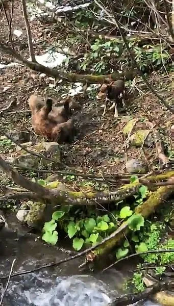 Vurulan yavru ayıya işkenceye suç duyurusu