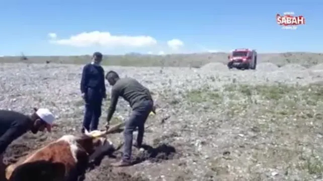 Çamura saplanan inekleri itfaiye kurtardı | Video