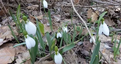 Kütahya Murat Dağı'nda kardelen koparmanın cezası 699 bin 245 TL #kutahya