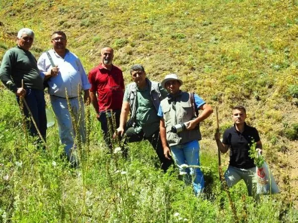 Giresun'da 'kandamlası' bitkisi 150 yıl sonra yeniden görüldü