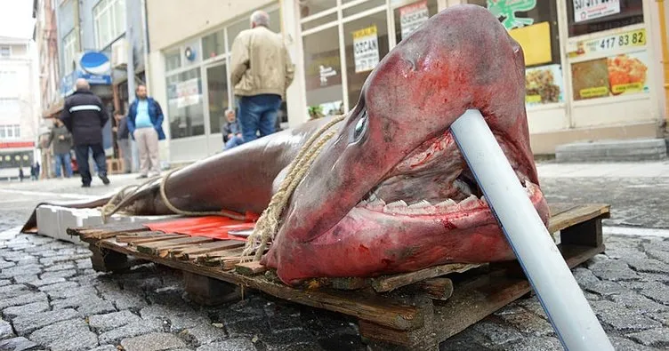Lüleburgaz’da yarım tonluk köpek balığı yakalandı