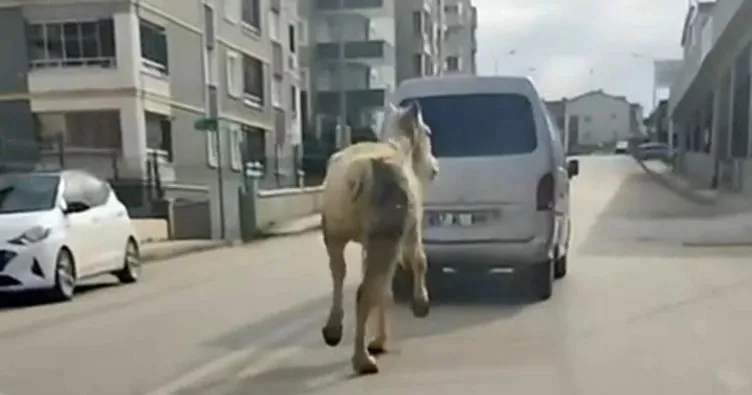 Bursa’da vicdanları sarsan görüntü: Atı aracın arkasına bağlayıp koşturdu!