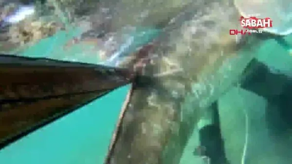 Çanakkale'de zıpkınla 1 metre 80 santim boyundaki dev akya balığının yakalanma anı kamerada | Video