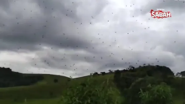Brezilya’da gökyüzünden örümcek yağdı!