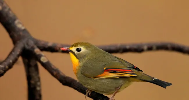 Hint Bülbülü Özellikleri Ve Bakımı: Hint Bülbülü Konuşur Mu, Nasıl Bakılır ve Nelerden Hoşlanır?