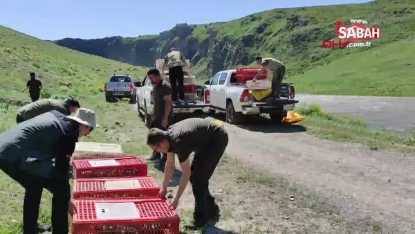 Kars'ta 600 kınalı keklik doğaya bırakıldı | Video