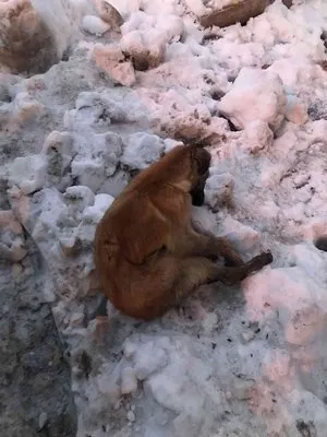 Kahramanmaraş’ta köpekler donarak öldü
