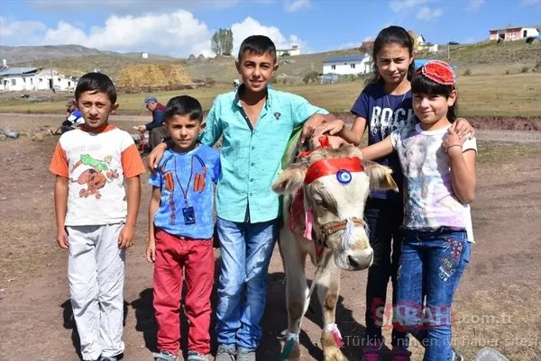 Kars'ta buzağı güzellik yarışması
