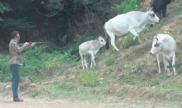 Vahşi inekleri yakalama timi