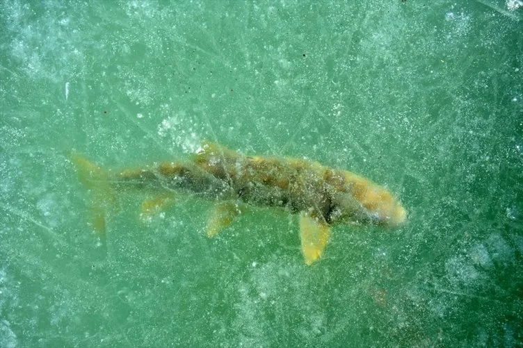 Buzları ’motorlu testere’yle kesip balık avlıyorlar