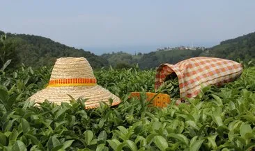 Çay alım fiyatları memnun etti