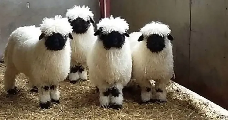 valais blacknose cinsi minnos koyunlar galeri dunya