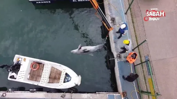 Boyu 2,5 metre: Mersin'de yunus balığı ölü olarak bulundu | Video
