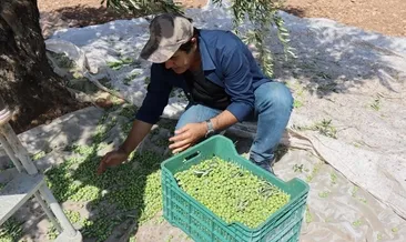 Kilis Zeytinyağına ABD’den ödül
