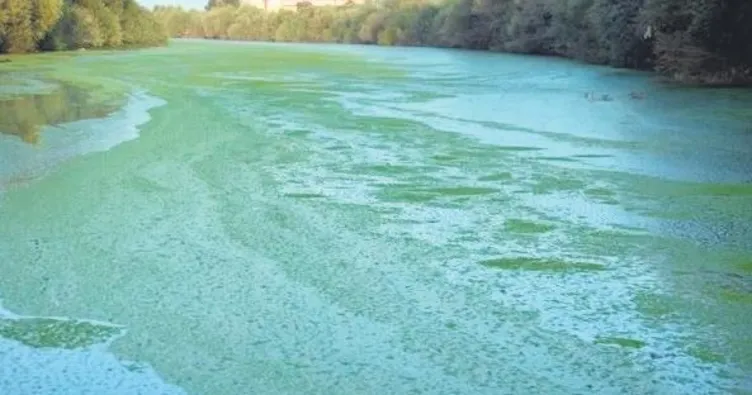 Karasu Nehri’ni yosun sardı