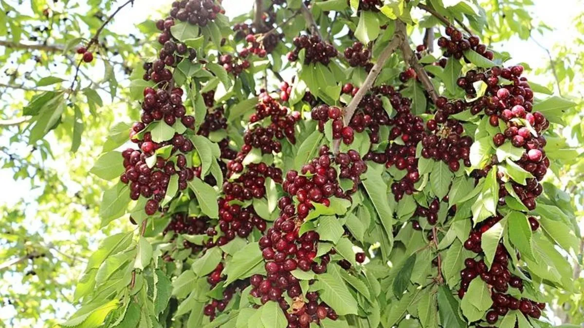 Erzincan Ovası’na bereket yağıyor