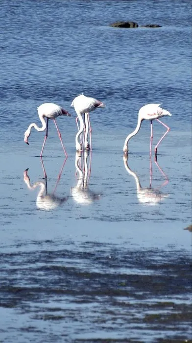 Flamingolar Bodrum’a gelmeye başladı