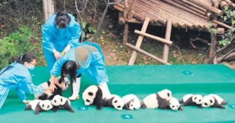 Pandalar görücüye çıktı