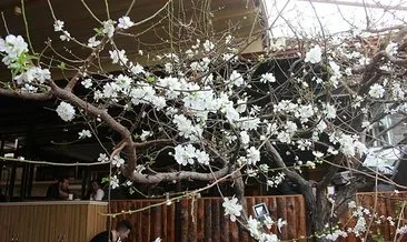 Erzincan’da ağaçlar çiçek açtı