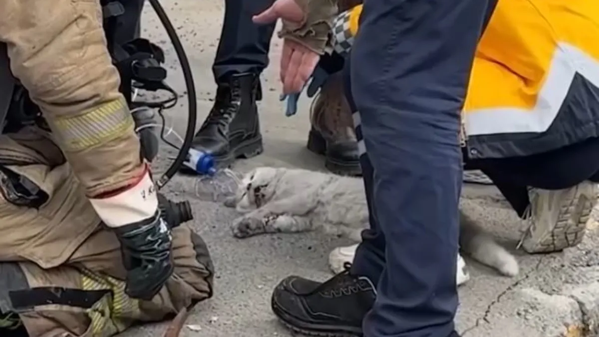 Evi yanan kadın yangında ölen kedisinin başında sinir krizi geçirdi Evi yanan kadın yangında ölen kedisinin başında sinir krizi geçirdi