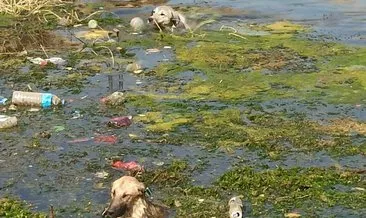 Nusaybin’de sulama kanalında boğulmak üzere olan 3 köpek kurtarıldı
