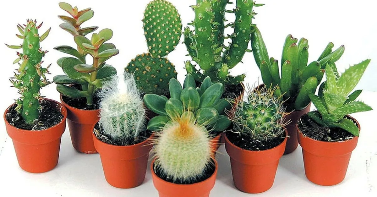 kaktus bakimi nasil yapilir ne zaman cicek acar iste kaktus bakiminin puf noktalari son dakika haberler