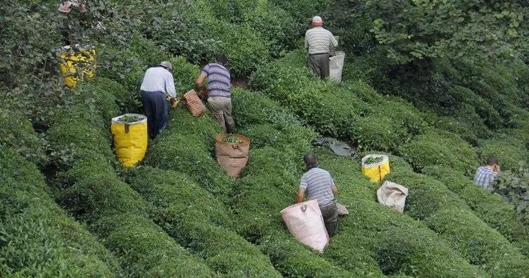 Türkiye’den 10 ayda 115 ülkeye 14,4 milyon dolarlık çay ihraç edildi